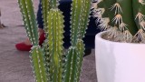 Kaktusy i leżanki, czyli nowe trendy wnętrzarskie