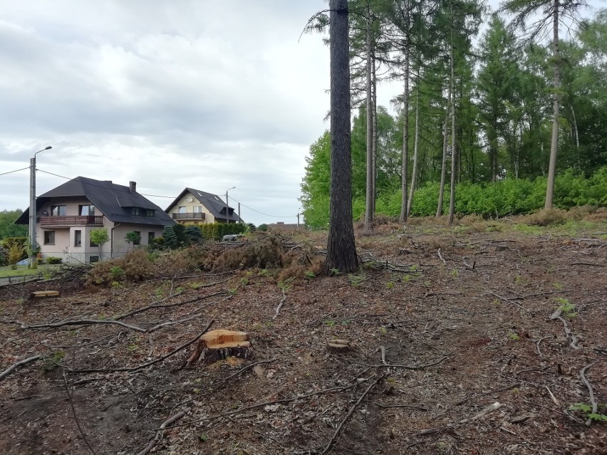 Wycinają Las Królewiok pod Rybnikiem. Czy wycinki na Śląsku,...