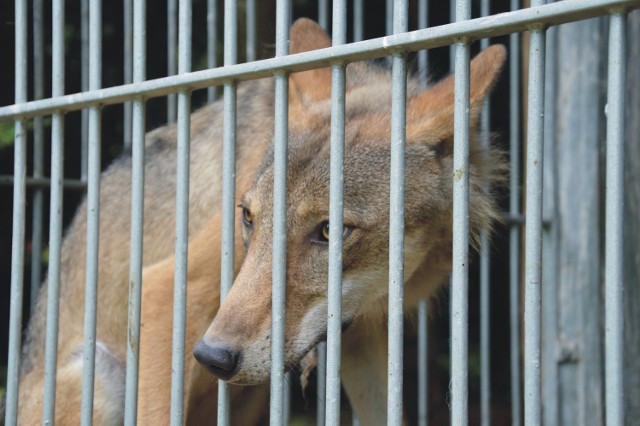 Uratowany w przemyskim ośrodku wilk wkrótce trafi do ZOO w Poznaniu.