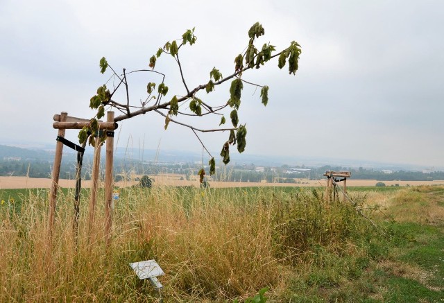 Zniszczone drzewa należały do projektu "1000 Buchen" koordynowanego przez Lebenshilfe-Werk. Od 1999 roku corocznie sadzone są drzewa poświęcone ofiarom niemieckiego nazizmu.