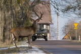 Niezwykłe fotografie z regionu. Zobacz prace nagrodzone w konkursie "Podlasie w obiektywie im. Wiktora Wołkowa" (zdjęcia)