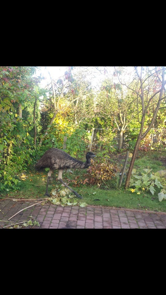 Obława na emu w Szczecinie. Po dwóch dniach udało się złapać ptaka