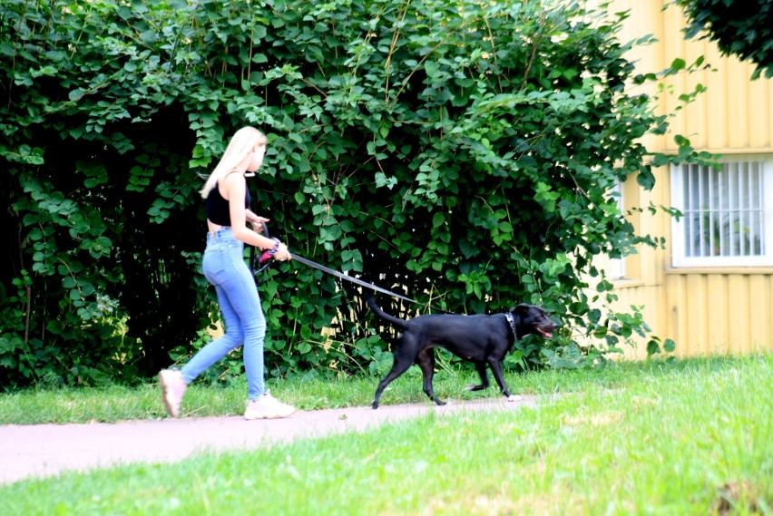 Wakacyjny spacer po zielonym LSM-ie. Zobacz zdjęcia jednej z najbardziej rozpoznawalnych dzielnic Lublina!