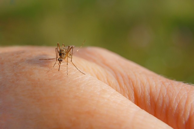 Komary mogą być dla środowiska pożyteczne.
