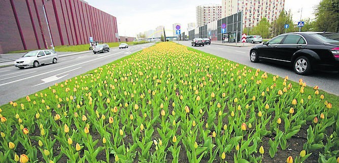 Katowice. Wiosna. Dywan tulipanów na alei Roździeńskiego