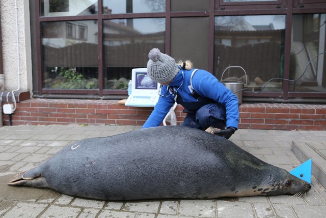 Cztery helskie foki są w ciąży