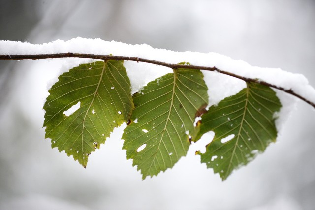 Temperatura może spaść do -1 stopnia C. Przy gruncie może wynieść nawet -3 stopnie