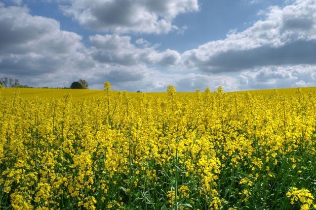 Od 2005 roku uprawa rzepaku, który jest używany m.in. do produkcji biopaliw, jest najszybciej rozwijającą się produkcją roślinną w Polsce.