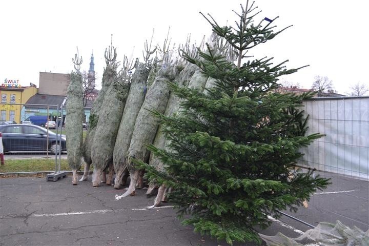 Częstochowa: bożonarodzeniowe drzewka już czekają na nabywców [ZDJĘCIA]