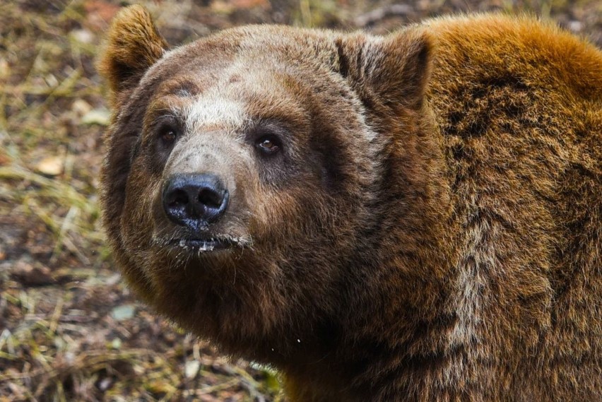 Niedźwiedź Baloo w poznańskim Zoo