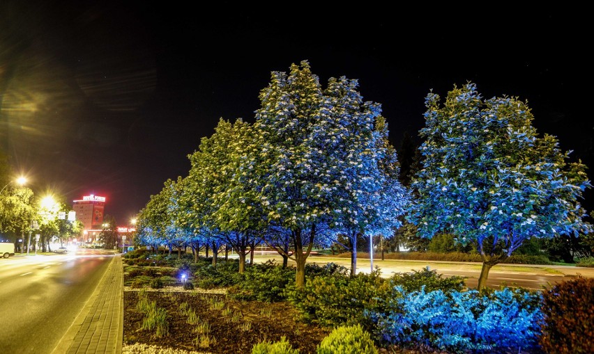 Oświetlono drzewa i krzewy na ulicy Cieplińskiego w Rzeszowie [FOTO, WIDEO]