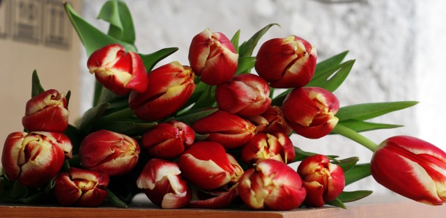 TulipanyWielkie pola tulipanów wyglądają zachwycająco. Wprowadźmy wiosenny nastrój w mieszkaniu komponując bukiet z tych pięknych kwiatów.