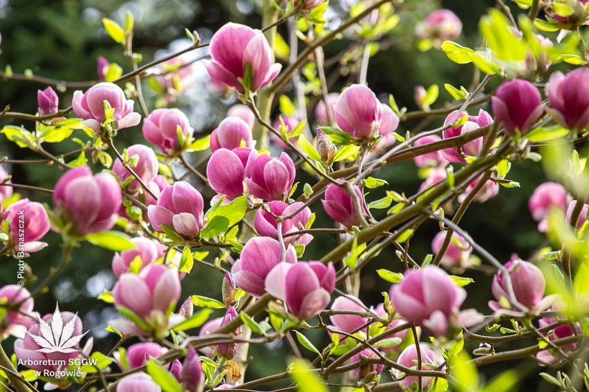 Magnolia pośrednia Rustica Rubra też pięknie kwitnie.