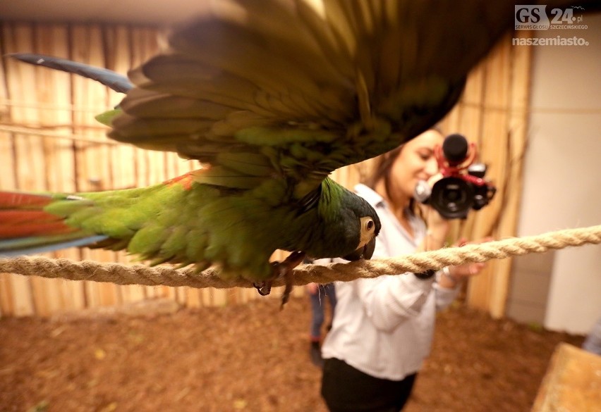 Ary, Nimfy, Amazonki - łącznie aż 18 barwnych gatunków papug...