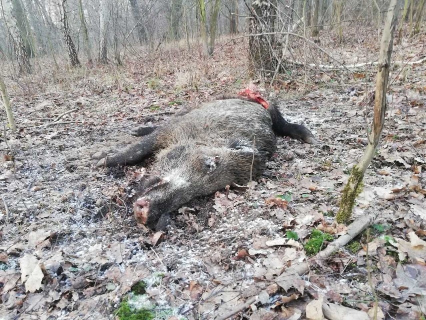 Padły dzik w lasku we Wrocławiu. Czy grozi nam afrykański pomór świn? 