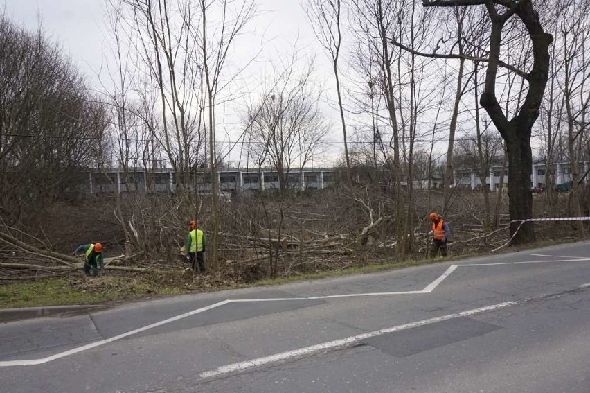 Rozpoczęła się wycinka drzew u zbiegu ulic Forteczna-Romana...