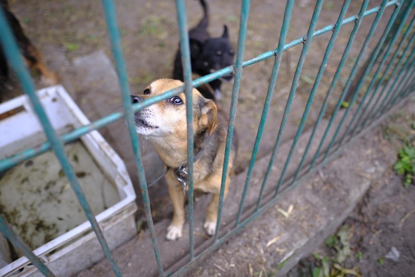 W toruńskim schronisku na ochłodę czeka aż 360 psów