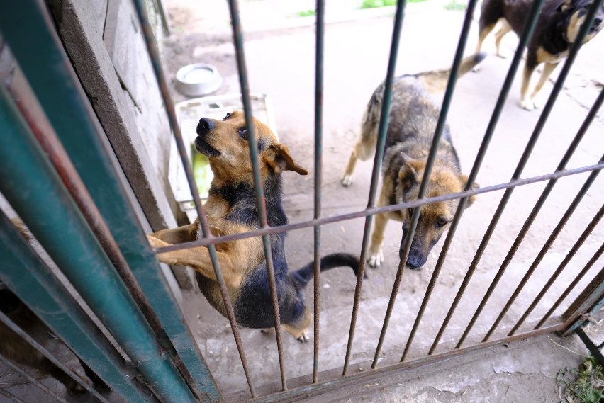 W toruńskim schronisku na ochłodę czeka aż 360 psów