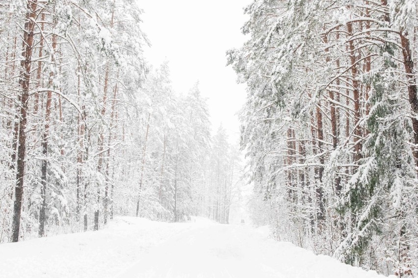 Prognoza pogody. Szczyt zimy planowany na sobotę. Cała Polska może się znaleźć pod śniegiem - podaje IMGW