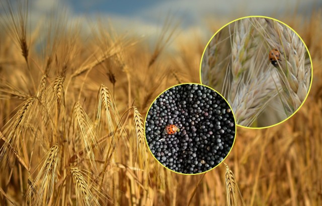Pomoc jest związana ze zwiększonym przywozem zbóż i nasion oleistych z Ukrainy i ma być wypłacana w celu zrekompensowania  strat.