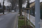 Nowa zieleń już zniszczona. Kto dewastuje nasadzenia na Wrzosach? Dlaczego droga rowerowa wzdłuż Łódzkiej się zwęża?