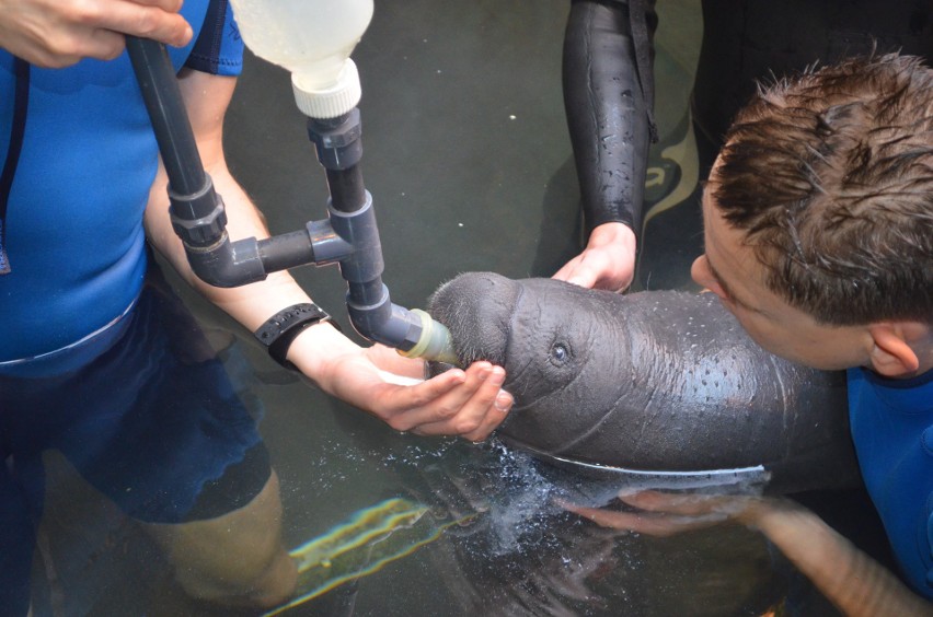 Wrocławskie zoo liderem hodowli zachowawczej manatów....