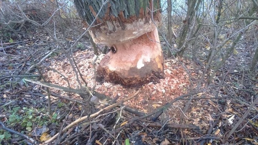 Zwierzęta dosłownie podcięły pnie.