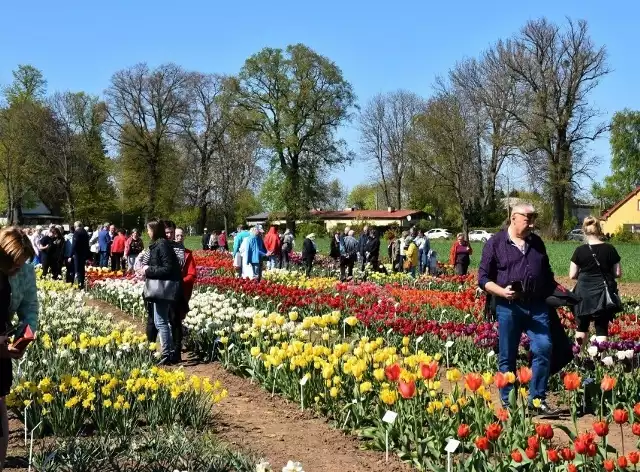 Na doświadczalny poletku w Lisewie Malborskim można obejrzeć setki odmian tulipanów i narcyzów. Tak było w ubiegłym roku.