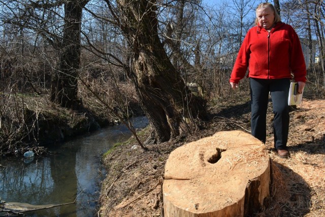 Wycinane są właśnie takie drzewa - mówi Władysława Pabijan, prezes Stowarzyszenia Mieszkańców Osiedla Grażyńskiego