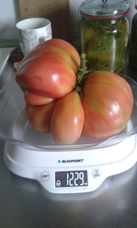 Wielki pomidor naszego Czytelnika