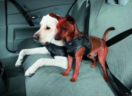 Fot. BMW: Sposób przewożenia zwierząt w samochodzie nie jest...