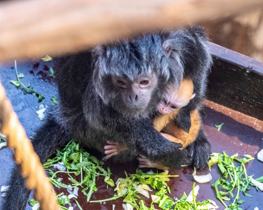 Langur jawajski to jeden z trzech gatunków małp, które...