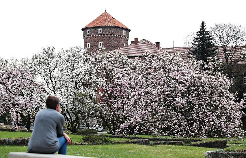 Piękna magnolia zakwitła na wzgórzu Wawelskim