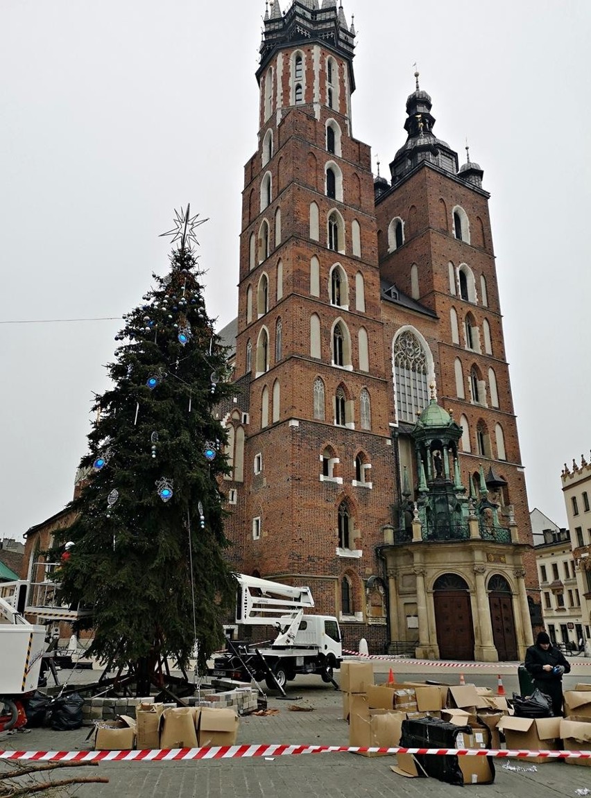 Kraków. Na Rynku Głównym trwa ubieranie świątecznej, żywej choinki [ZDJĘCIA]