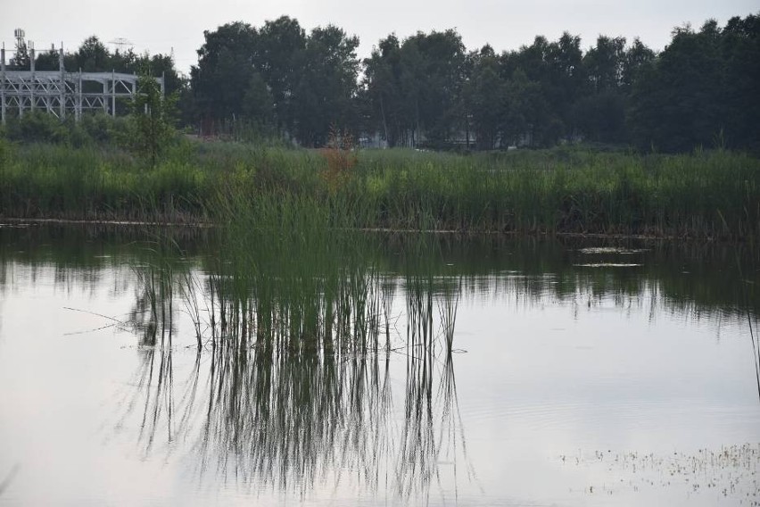 Huki na ulicę Rybnicką mają dobiegać ze stawów hodowlanych.