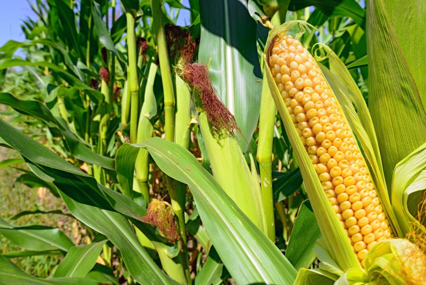 Kukurydza zwyczajna (Zea mays) to roślina spożywcza, która...
