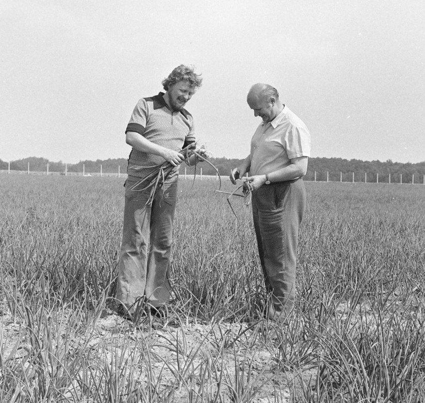 Rok 1976. PGR w Wojnowie. Inspekcja na polu cebuli