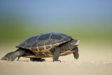 Zatrucie mięsem żółwia na Zanzibarze, zmarło siedem osób, w tym trzylatek
