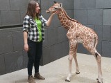 Ogród zoologiczny w Łodzi. Internauci wybrali imię dla małej żyrafy. Teraz łodzianie proponują, jak nazwać młode psów leśnych