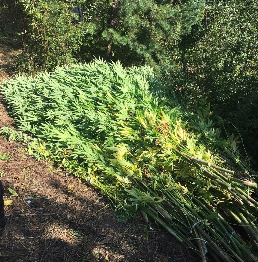 Ścięte rośliny konopi, leżące na ziemi na terenie plantacji...