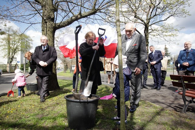 Od dzisiaj (środa, 20.04.2016) w Alei Ossolińskich rośnie dąb dedykowany prof. Zygmuntowi Mackiewiczowi, jednemu z najwybitniejszych bydgoszczan.- Są nazwiska, które same  w sobie zawierają tytuły naukowe, zaszczyty i to coś, co stanowi o wielkości człowieka, który je nosi. Jestem przekonany, że nazwisko profesora Zygmunta Mackiewicza zalicza się do tej kategorii  - tak podczas laudacji wygłoszonej na  cześć  znakomitego chirurga, którego w 2013 r. UMK uhonorował tytułem doktora honoris causa, mówił Jego uczeń, prof. Wojciech Zegarski.W uroczystości wzięła udział rodzina prof. Mackiewicza. - Ta aleja była bliska mojemu mężowi - w młodości mieszkał niedaleko stąd - mówiła wdowa Jadwiga Mackiewicz.Prezydent Bydgoszczy Rafał Bruski podkreślał zasługi Profesora w odbudowie fontanny „Potop”.Dąb upamiętniający współtwórcę bydgoskiej Akademii Medycznej został posadzony nieopodal drzewka, którym 10 lat temu  uhonorowano Wilfrieda Samela, przyjaciela Bydgoszczy. - Historię tego miasta budowali Polacy, Niemcy, Żydzi - przypomniał Józef Herold,  pomysłodawca Bydgoskiej Alei Dębów.Na uroczystości obecna była delegacja Wilhelmshaven, miasta partnerskiego Bydgoszczy, której przewodniczył  nadburmistrz Andreas Wagner. Wśród gości z Niemiec była wdowa Ilma Samel, przewodnicząca Związku Mieszkańców  Bydgoszczy w Niemczech. Wzruszona dziękowała za pamięć o jej mężu.15 maja, o godz. 15  nieopodal fontanny „Potop” odsłonięta zostanie Ławeczka prof. Mackiewicza. Hanka Sowińśka