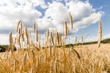 Ceny zbóż na przełomie maja i czerwca 2022 utrzymują się na wysokim poziomie. Ile kosztuje pszenica i jęczmień?