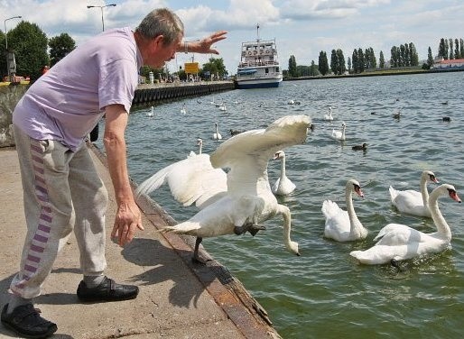 Ta akcja zakończyła się szczęśliwie. Mewy i łabędź po wizycie u weterynarza zostały wypuszczone na wolność. 