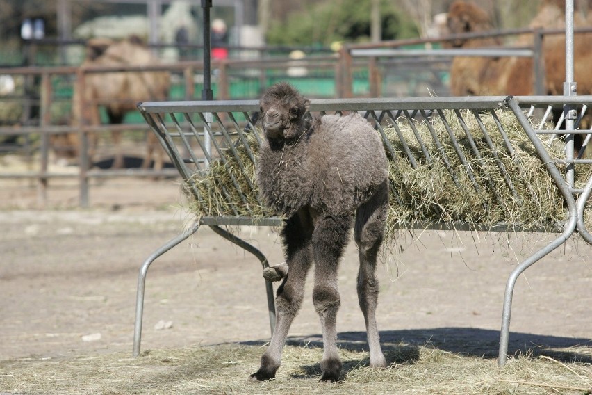 Śląski Ogród Zoologiczny