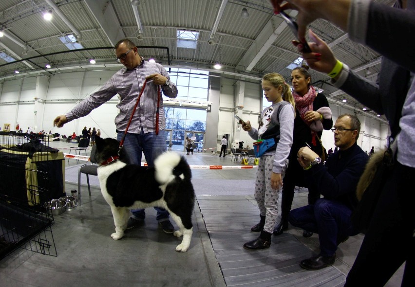 Wybory psiego championa, czyli I Międzynarodowa Wystawa Psów Rasowych