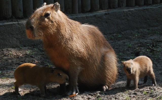 W bydgoskim Ogrodzie Zoologicznym, po pięcioletniej przerwie, urodził się żubr! Maluch ma dopiero dwa dni a już wychodzi na wybieg. Kto będzie cierpliwy i będzie miał odrobinę szczęścia, to go zobaczy - matka na razie bardzo chroni swoje pierwsze dziecko i zasłania je całym ciałem przed wścibskimi ludźmi. W ogrodzie wykluły się także małe puszczyki. Na jednym z wybiegów biegają młode kapibary.INFO Z POLSKI 18.05.2017 - przegląd najciekawszych informacji ostatnich dni w kraju