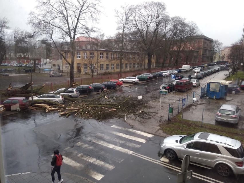 Wichura nad Szczecinem [4.03.2019 r.] Drzewa łamały się jak zapałki [WIDEO, ZDJĘCIA]