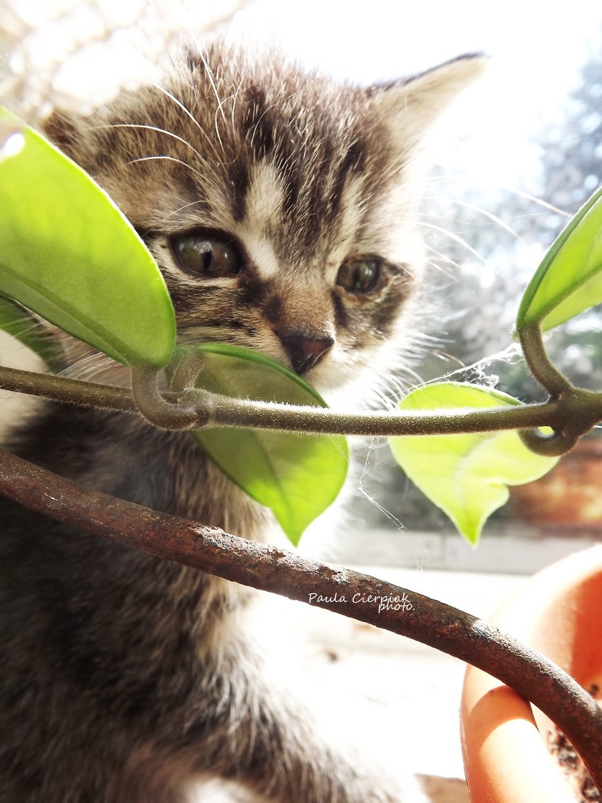 Dzień Kota 2014: Oto koty Czytelników DZ [PRZEŚLIJ ZDJĘCIE]