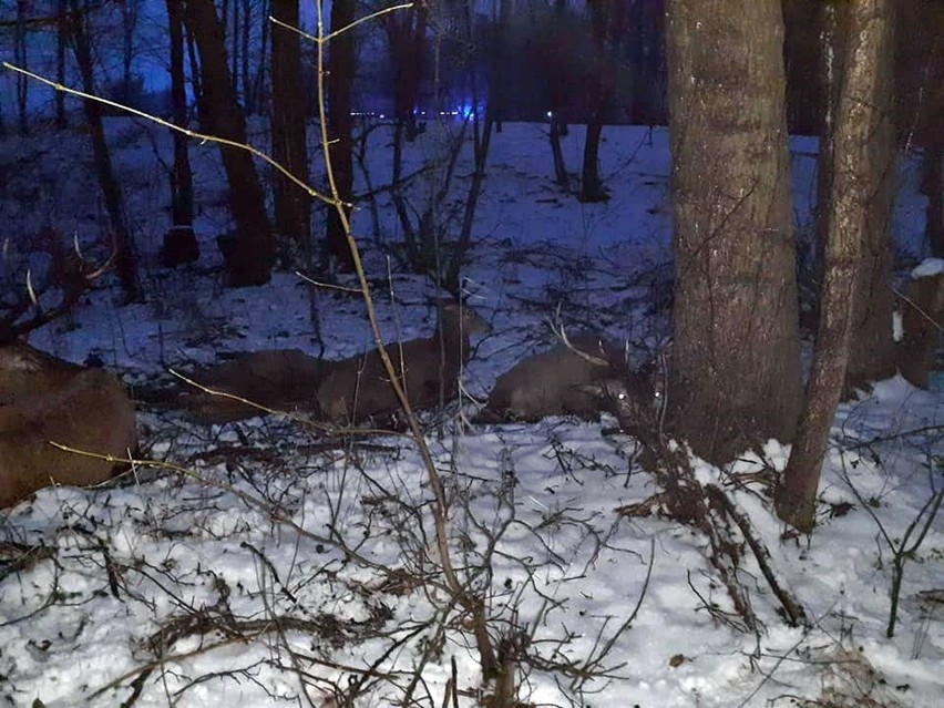 Zdjęcia ze środowej akcji, podczas której strażacy uratowali...