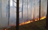 Pożary lasów w woj. podlaskim. Las płonął głównie z winy człowieka